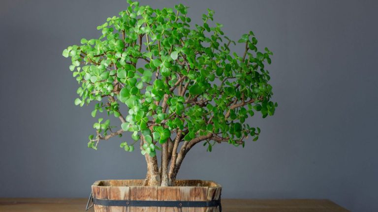 Comment propager une succulente de buisson d’éléphant – notre guide étape par étape vous montrera le chemin Comment propager une succulente de buisson d'éléphant - notre guide étape par étape vous montrera le chemin