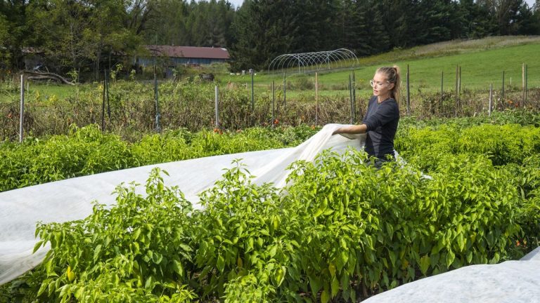 Qu’est-ce qu’une toile antigel pour plantes et comment l’utiliser ? Qu'est-ce qu'une toile antigel pour plantes et comment l'utiliser ?