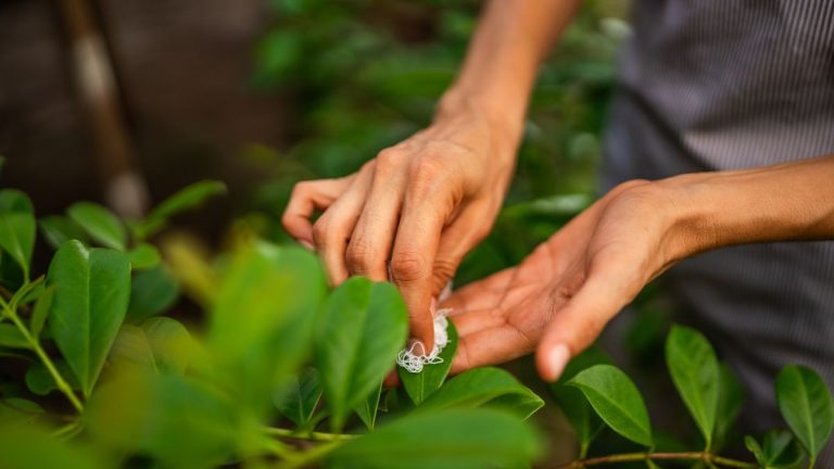 Comment se débarrasser de la moisissure blanche sur les plantes – 5 solutions naturelles Comment se débarrasser de la moisissure blanche sur les plantes – 5 solutions naturelles