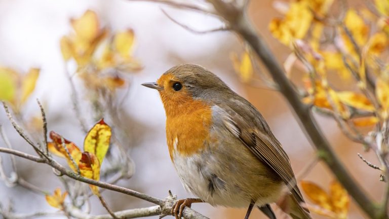 6 façons de protéger les oiseaux du jardin des chats et de faire en sorte que votre jardin soit un refuge pour les animaux sauvages en visite 6 façons de protéger les oiseaux du jardin des chats et de faire en sorte que votre jardin soit un refuge pour les animaux sauvages en visite