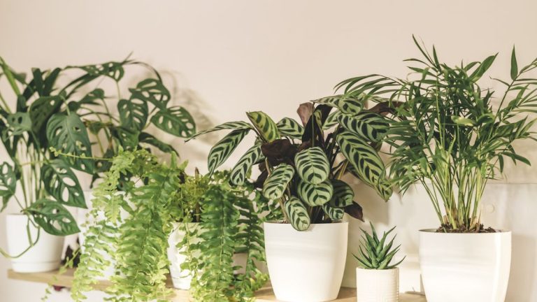 Pourquoi les feuilles de ma calathea s’enroulent-elles ? Nous fournissons des détails sur les causes et les remèdes Pourquoi les feuilles de ma calathea s'enroulent-elles ? Nous fournissons des détails sur les causes et les remèdes