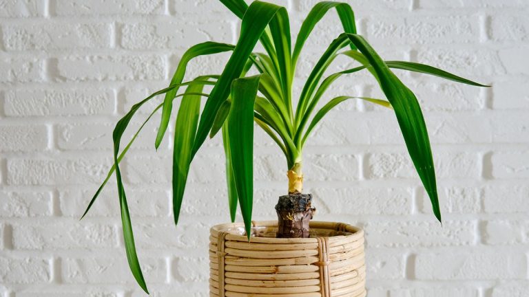 Entretien des plantes de yucca – 4 conseils d’un expert en plantes d’intérieur Entretien des plantes de yucca – 4 conseils d'un expert en plantes d'intérieur