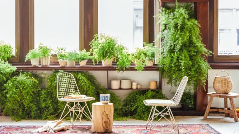 Comment prendre soin de la fougère asperge – notre guide expert pour prendre soin de ces belles plantes d’intérieur Comment prendre soin de la fougère asperge – notre guide expert pour prendre soin de ces belles plantes d'intérieur