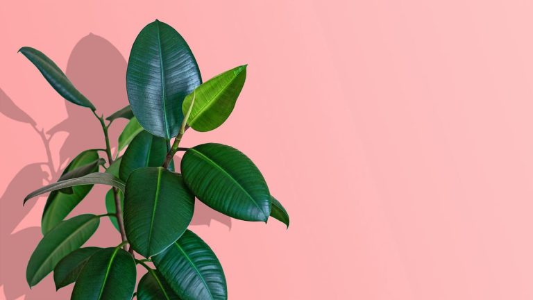 Entretien des plantes à caoutchouc – conseils d’experts sur cette plante d’intérieur nécessitant peu d’entretien et à croissance rapide Entretien des plantes à caoutchouc – conseils d'experts sur cette plante d'intérieur nécessitant peu d'entretien et à croissance rapide