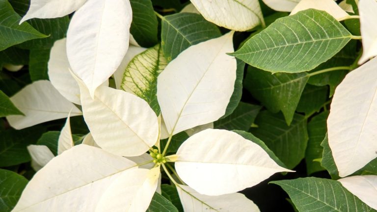 Que faire avec un poinsettia après les fêtes – 3 idées d’expert Que faire avec un poinsettia après les fêtes – 3 idées d'expert
