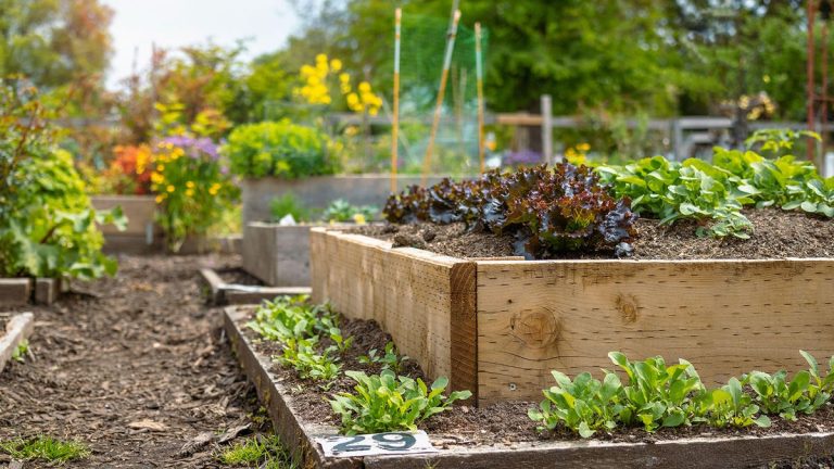 8 façons durables de réutiliser les déchets de Noël dans votre jardin – au lieu de les jeter 8 façons durables de réutiliser les déchets de Noël dans votre jardin – au lieu de les jeter