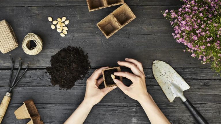 Comment obtenir des graines gratuites – 6 solutions astucieuses pour augmenter votre collection de graines à moindre coût Comment obtenir des graines gratuites – 6 solutions astucieuses pour augmenter votre collection de graines à moindre coût