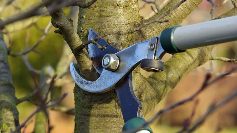 7 arbres à tailler en janvier – et combien vous devrez peut-être tailler 7 arbres à tailler en janvier – et combien vous devrez peut-être tailler
