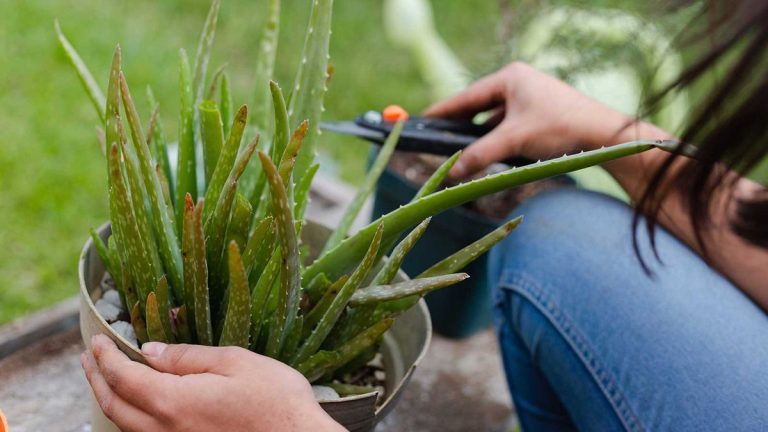 Comment tailler l’aloe vera – conseils de pro pour ces plantes succulentes populaires Comment tailler l’aloe vera – conseils de pro pour ces plantes succulentes populaires
