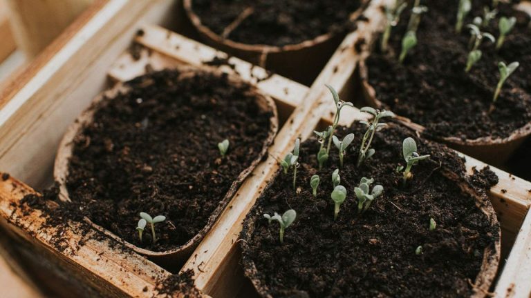 7 légumes à planter en janvier – pour profiter de récoltes plus précoces et de saisons prolongées