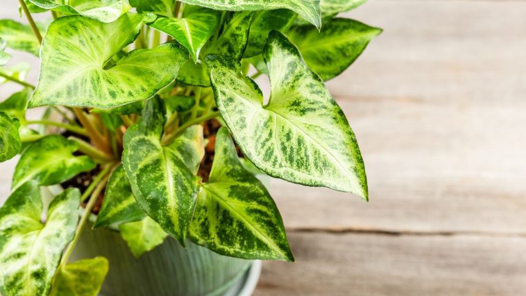 Comment propager une plante à pointe de flèche – un guide étape par étape