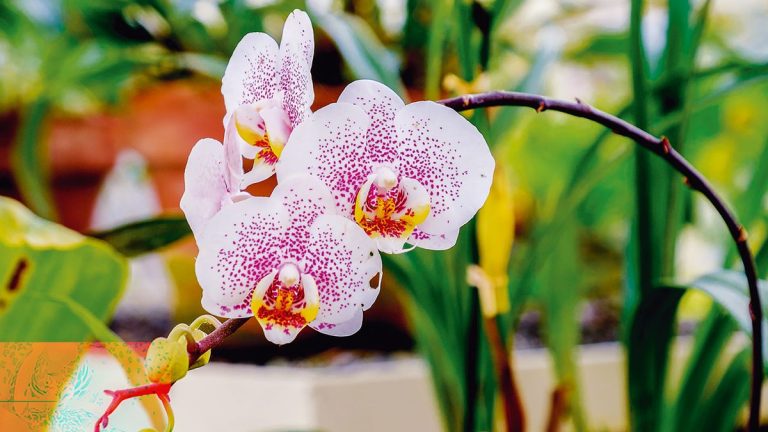 Comment tailler les orchidées – ou vaut-il mieux laisser les vôtres intactes ?  Les experts conseillent