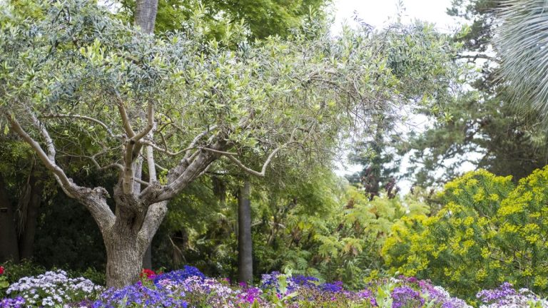 Guide d'entretien et de culture de l'olivier - meilleurs conseils pour cet arbre à feuilles persistantes polyvalent