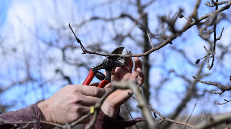 Taille des arbres fruitiers en hiver – 5 conseils de taille pour des arbres sains et productifs