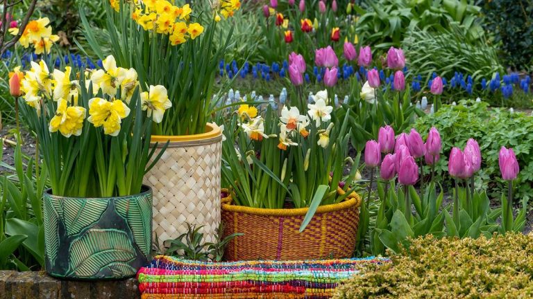 Peut-on planter des bulbes en janvier ?  Les experts révèlent s'il est trop tard pour planter ces fleurs printanières