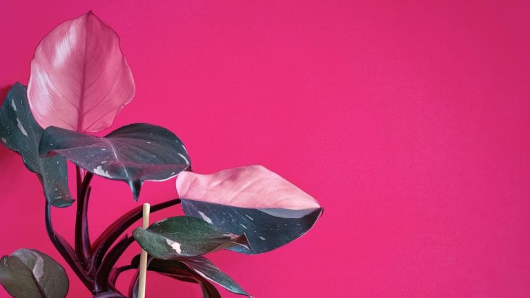 Plantes d'intérieur roses – 5 variétés garanties pour améliorer votre humeur ce mois-ci