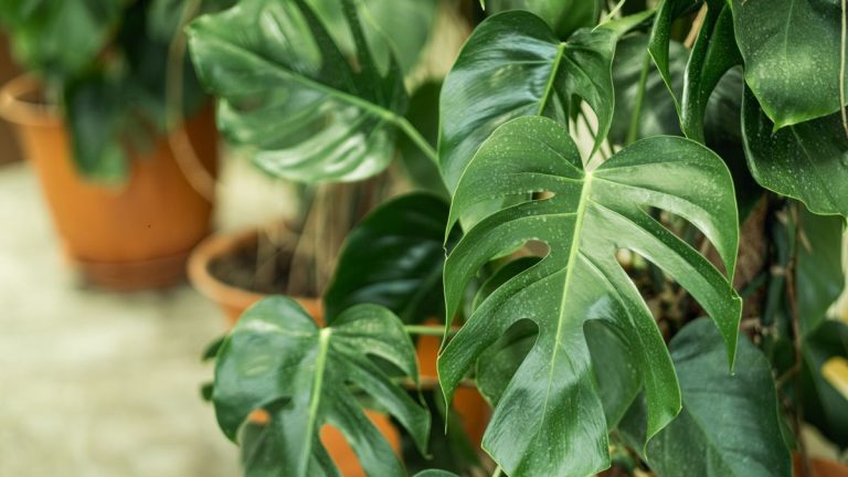 Guide d'entretien du Monstera – 5 conseils d'experts pour que cette plante d'intérieur tropicale continue de prospérer