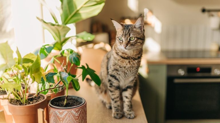 Comment éloigner les animaux des comptoirs – conseils d’experts pour des comptoirs plus propres