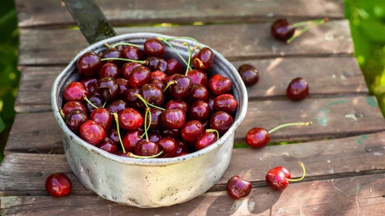 Comment faire pousser un cerisier à partir de graines – conseils d’experts pour récolter et planter des noyaux de cerisiers Comment faire pousser un cerisier à partir de graines – conseils d'experts pour récolter et planter des noyaux de cerisiers