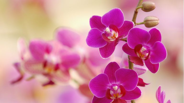 Comment rempoter les racines aériennes d’orchidées – en 5 étapes faciles Comment rempoter les racines aériennes d’orchidées – en 5 étapes faciles