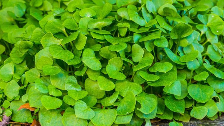 Comment faire pousser du pourpier d’hiver – une plante sous-estimée parfaite pour les salades d’hiver Comment faire pousser du pourpier d’hiver – une plante sous-estimée parfaite pour les salades d’hiver