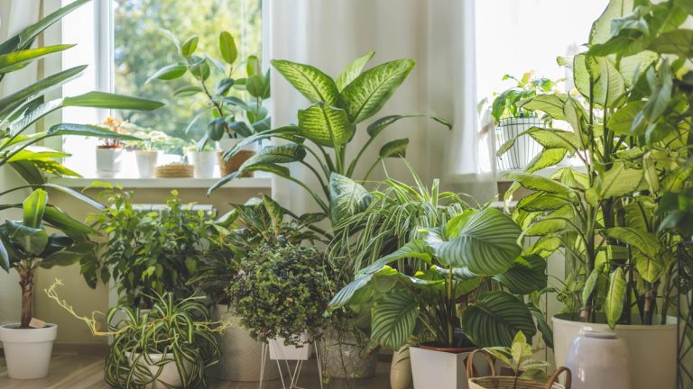Meilleures plantes d’intérieur à croissance rapide – 7 plantes pour remplir votre maison de feuillage Meilleures plantes d'intérieur à croissance rapide – 7 plantes pour remplir votre maison de feuillage