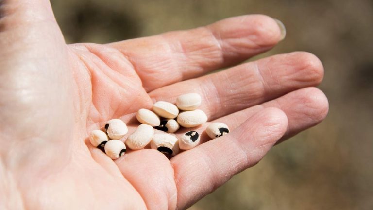 Comment faire pousser des pois aux yeux noirs – conseils pour réussir avec ce légume thermophile Comment faire pousser des pois aux yeux noirs – conseils pour réussir avec ce légume thermophile