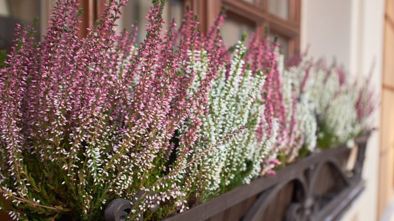 Comment créer une jardinière d’hiver – et planter pour un impact instantané Comment créer une jardinière d'hiver – et planter pour un impact instantané