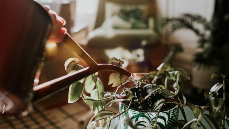 Comment arroser les plantes d’intérieur – 4 méthodes expertes et quand les utiliser Comment arroser les plantes d'intérieur – 4 méthodes expertes et quand les utiliser