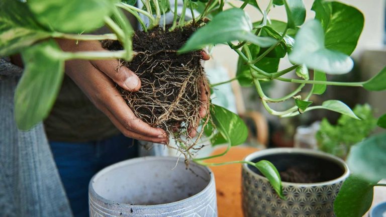 À quelle fréquence faut-il rempoter les plantes d’intérieur ? Les experts révèlent les signes à surveiller À quelle fréquence faut-il rempoter les plantes d’intérieur ? Les experts révèlent les signes à surveiller