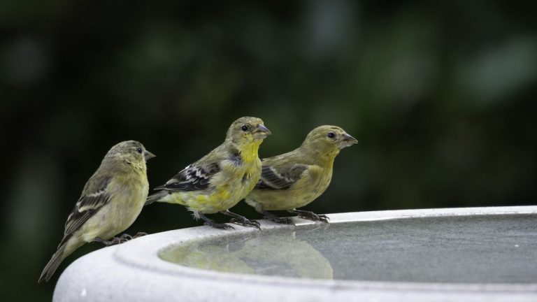 Comment nettoyer un bain d’oiseaux – et pourquoi il est essentiel de rester maître de cette tâche simple Comment nettoyer un bain d'oiseaux – et pourquoi il est essentiel de rester maître de cette tâche simple