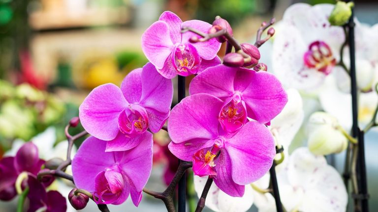 Pourquoi mes fleurs d’orchidées tombent-elles ? Ces experts en plantes d’intérieur ont les réponses Pourquoi mes fleurs d'orchidées tombent-elles ? Ces experts en plantes d'intérieur ont les réponses