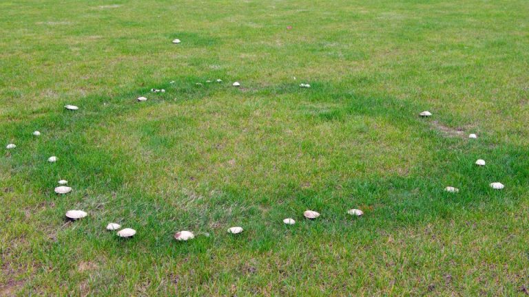 Comment gérer les anneaux de fées sur les pelouses – des moyens simples et professionnels de se débarrasser du problème Comment gérer les anneaux de fées sur les pelouses – des moyens simples et professionnels de se débarrasser du problème