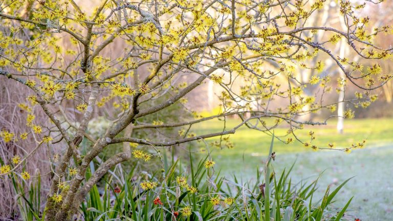Comment tailler l’hamamélis – et à quelle fréquence faut-il tailler cette beauté hivernale Comment tailler l’hamamélis – et à quelle fréquence faut-il tailler cette beauté hivernale