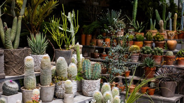 Comment magasiner intelligemment à la jardinerie – 9 façons d’éviter les dépenses excessives sans faire de compromis sur le style Comment magasiner intelligemment à la jardinerie – 9 façons d’éviter les dépenses excessives sans faire de compromis sur le style