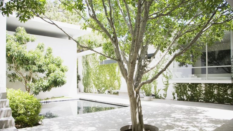 Quand planter des arbres – pourquoi choisir le bon moment signifie des arbres sains et moins de travail Quand planter des arbres – pourquoi choisir le bon moment signifie des arbres sains et moins de travail