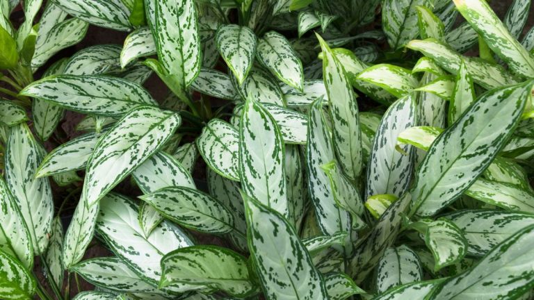 Guide d’entretien chinois à feuilles persistantes – 5 conseils d’experts pour garder cette plante à motifs en bonne santé Guide d'entretien chinois à feuilles persistantes – 5 conseils d'experts pour garder cette plante à motifs en bonne santé