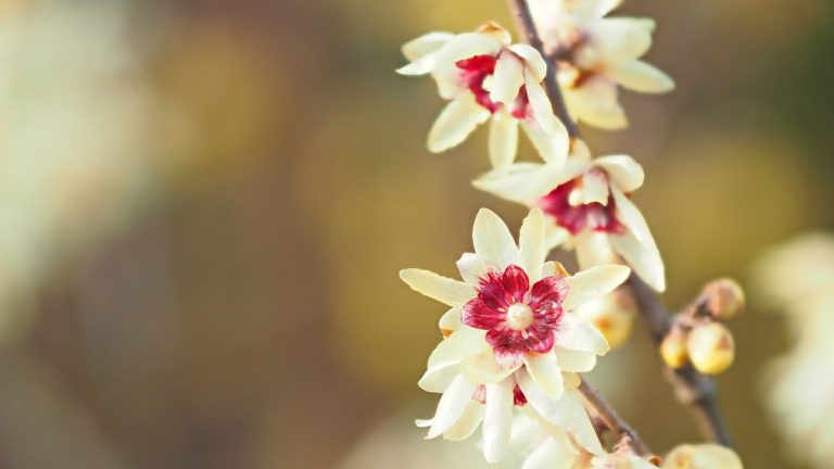 Comment faire pousser du Wintersweet – meilleurs conseils pour des fleurs d’hiver odorantes Comment faire pousser du Wintersweet – meilleurs conseils pour des fleurs d’hiver odorantes
