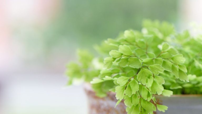 Meilleures fougères à cultiver en intérieur – 5 idées qui ajouteront de la texture à votre collection de plantes Meilleures fougères à cultiver en intérieur – 5 idées qui ajouteront de la texture à votre collection de plantes