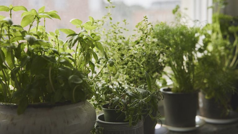 Idées de jardins d’herbes aromatiques d’intérieur – comment exposer les herbes de manière astucieuse et pratique dans votre maison Idées de jardins d’herbes aromatiques d’intérieur – comment exposer les herbes de manière astucieuse et pratique dans votre maison