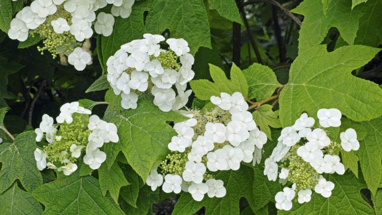 Comment et quand tailler un hortensia à feuilles de chêne – choisissez le bon moment ou risquez de rater une année de fleurs Comment et quand tailler un hortensia à feuilles de chêne – choisissez le bon moment ou risquez de rater une année de fleurs
