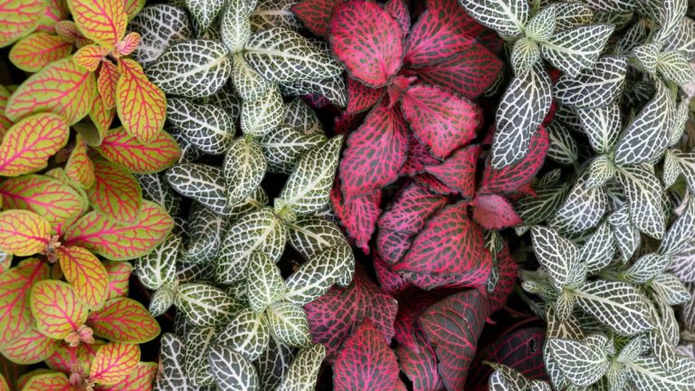 Guide d’entretien Fittonia – 5 conseils d’experts pour garder cette plante d’intérieur colorée lumineuse Guide d'entretien Fittonia – 5 conseils d'experts pour garder cette plante d'intérieur colorée lumineuse