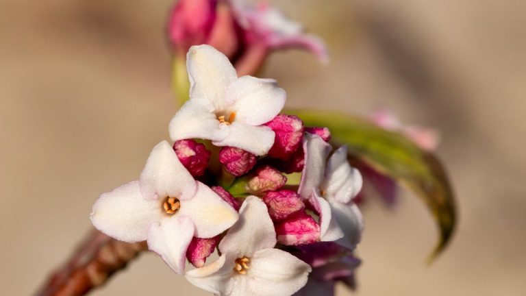 Comment faire pousser des daphnés – et embellir votre jardin d’hiver avec ce feuillage persistant parfumé Comment faire pousser des daphnés – et embellir votre jardin d’hiver avec ce feuillage persistant parfumé