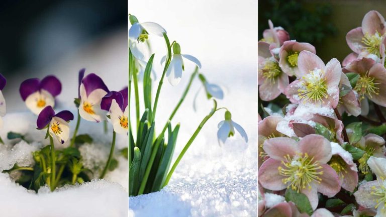 Fleurs résistantes à la neige – 5 belles fleurs qui résisteront aux intempéries hivernales Fleurs résistantes à la neige – 5 belles fleurs qui résisteront aux intempéries hivernales