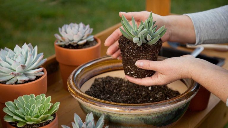 Quel sol utiliser pour les plantes succulentes – conseils d’experts pour aider ces plantes populaires à prospérer Quel sol utiliser pour les plantes succulentes – conseils d’experts pour aider ces plantes populaires à prospérer