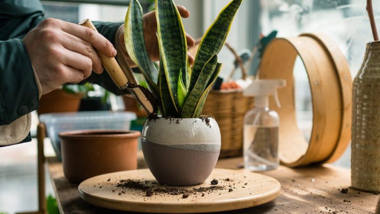 5 signes clés qu’il est temps de rempoter votre plante serpent – ainsi que des conseils d’experts sur la façon de le faire 5 signes clés qu'il est temps de rempoter votre plante serpent – ainsi que des conseils d'experts sur la façon de le faire