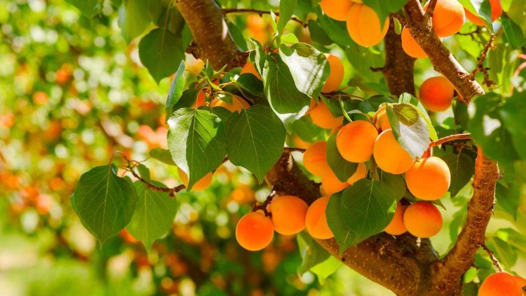 Quand tailler un abricotier – il y a deux fenêtres à tailler, selon les experts fruitiers Quand tailler un abricotier – il y a deux fenêtres à tailler, selon les experts fruitiers