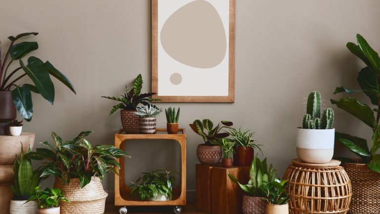 Prédictions sur les plantes d’intérieur pour 2024 – 7 tendances en matière de plantes d’intérieur que nous nous attendons à voir partout cette année Prédictions sur les plantes d'intérieur pour 2024 – 7 tendances en matière de plantes d'intérieur que nous nous attendons à voir partout cette année