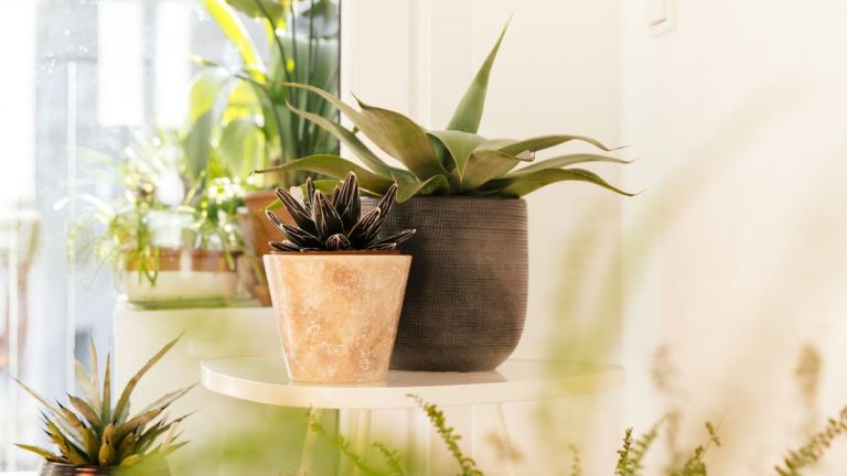 Cultiver de l’agave à l’intérieur – comment prendre soin de cette succulente hérissée Cultiver de l'agave à l'intérieur – comment prendre soin de cette succulente hérissée