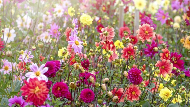 Comment faire pousser des dahlias à partir de graines – les experts floraux saluent les « possibilités passionnantes et fascinantes » qu’il offre Comment faire pousser des dahlias à partir de graines – les experts floraux saluent les « possibilités passionnantes et fascinantes » qu'il offre